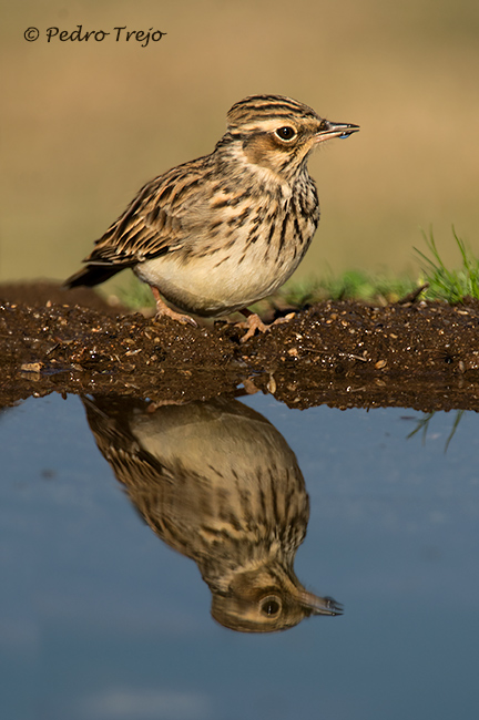 Totovía (Lullula arborea).